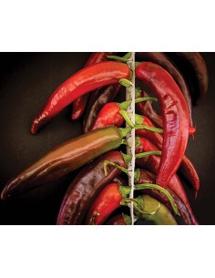 D-FLANGIA/FLANGE (D 79)